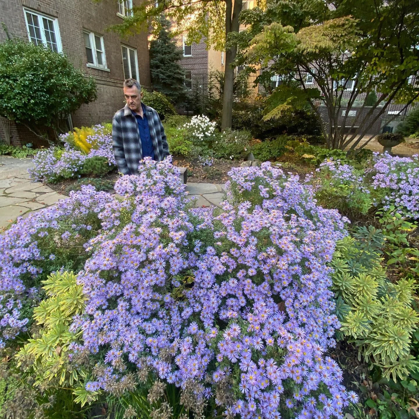 Aster in full bloom in the garden