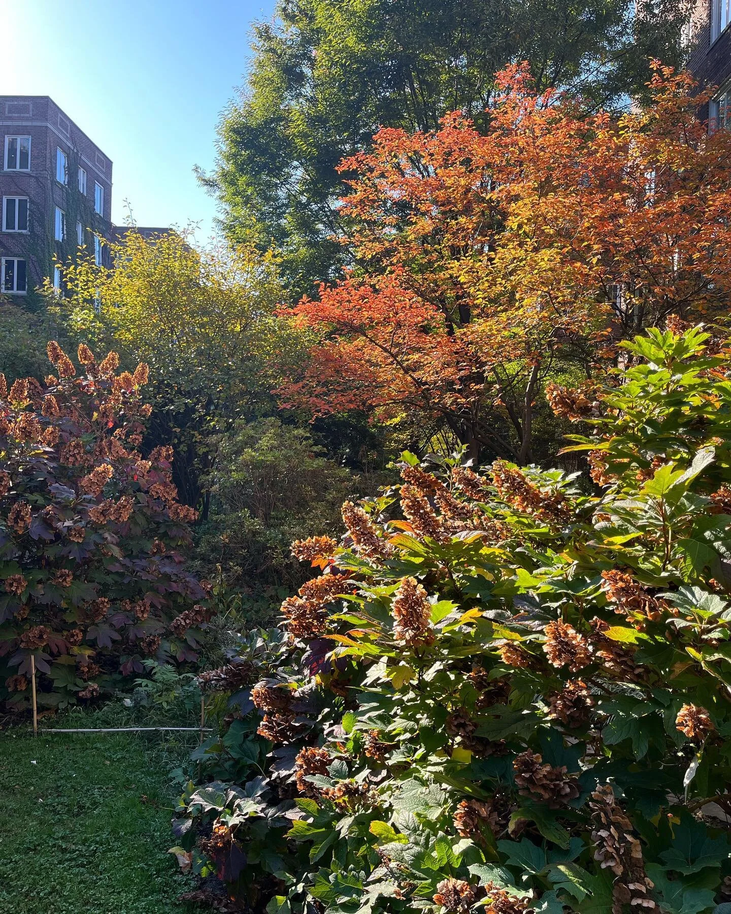 Fall colors in the garden