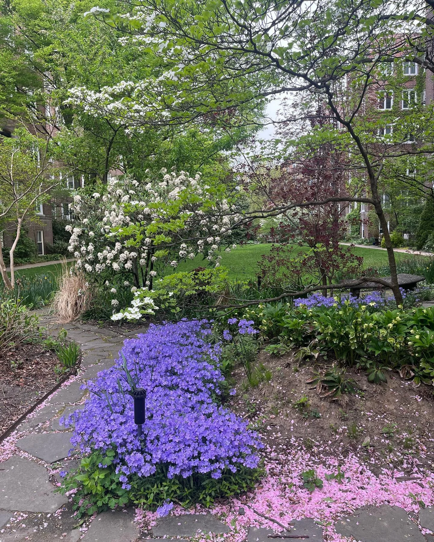 Hawthorne Court looking exceptionally beautiful this season