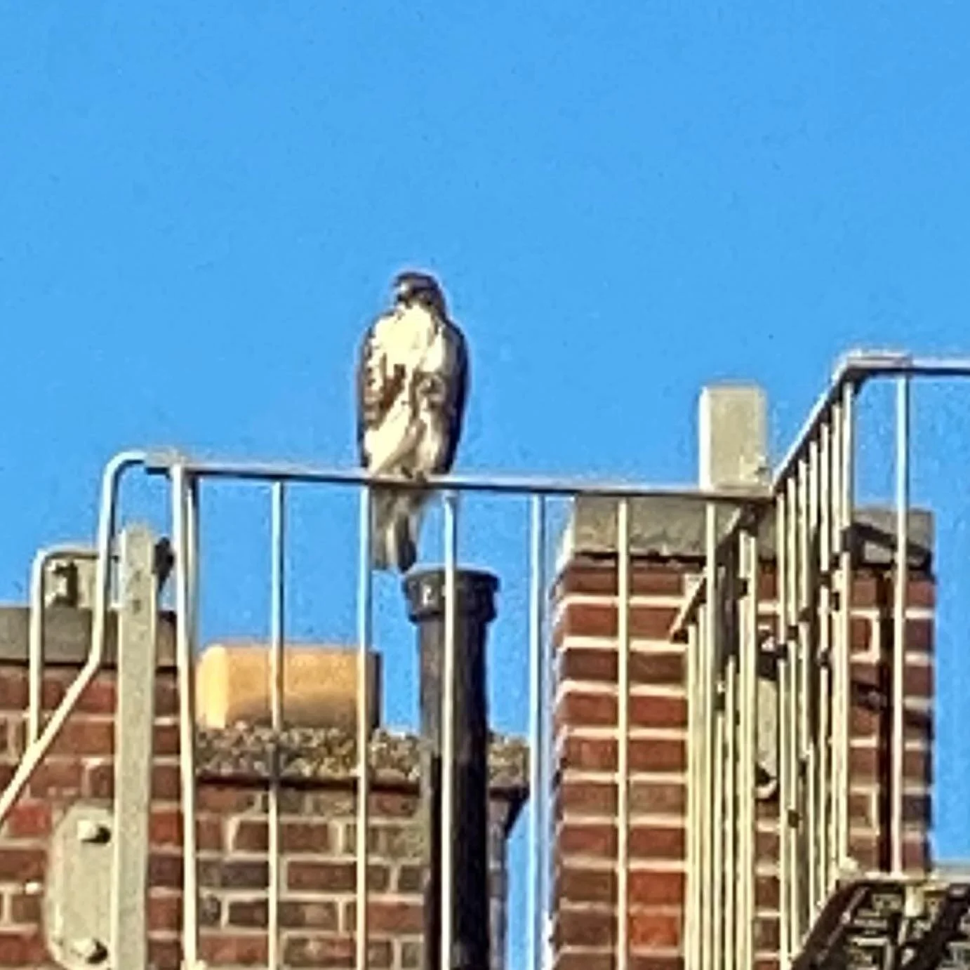 Juvenile red tailed hawk visited and surveyed the garden